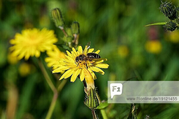Europäische Honigbiene (Apis mellifera)  auf gelber (Halictus) Blüte  Makro  Blüte  Zingaro  Nationalpark  Naturschutzgebiet  Nordwesten  Sizilien  Italien  Europa