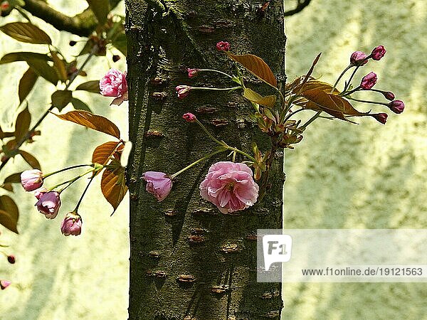 Rosa Kirschblüten der japanischen Kirsche  Ausschnitt