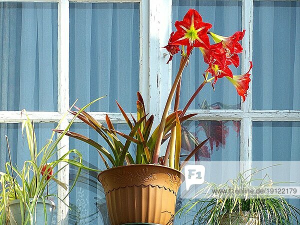 Azaeleen-Stock und andere Pflanzen an einem Fenster  Hintergrund Fensterkreuz und Gardinen  formatfüllend