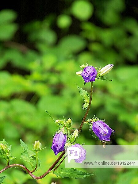 Hell-lila Glockenblume mit leicht geschlossenen Blüten  Hintergrund Sträucher und Gräser in Unschärfe