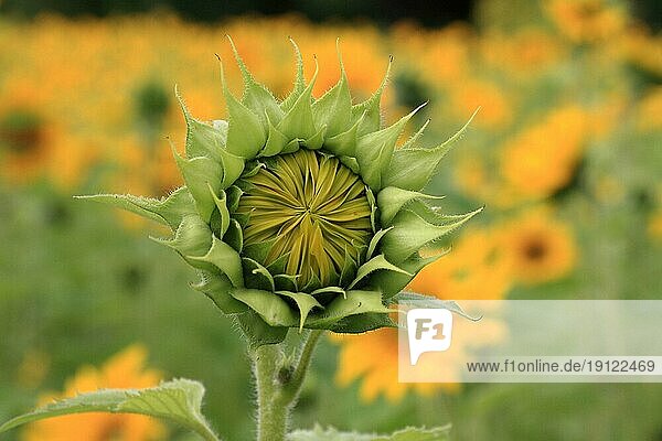 Halb geöffnete Sonnenblume  aufgenommen als Close-up  Hintergrund Sonnenblumenfeld mit Tiefenschärfe