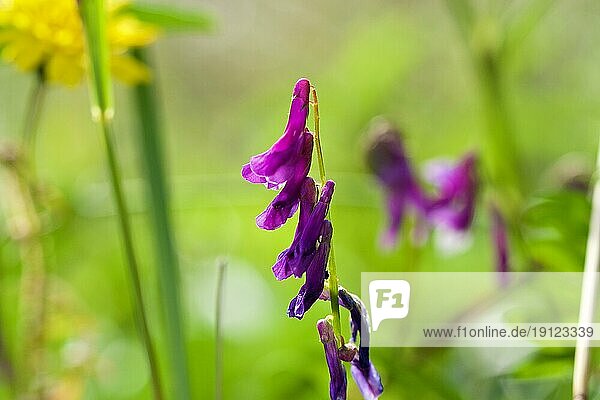 Violette Wicke (Vicia)  Makro  Blüte  Zingaro  Nationalpark  Naturschutzgebiet  Nordwesten  Sizilien  Italien  Europa