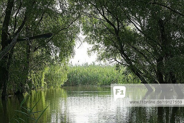 Dichtes Buschwerk schützt die Vögel auf einem Seitenarm im Donau-Delta. UNESCO Biosphärenreservat Donaudelta. Munghiol  Tulcea  Rumänien  Südosteuropa  Europa