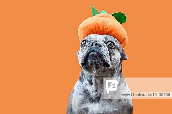 Lustiger französischer Bulldoggenhund mit Halloween Kürbishut auf orangem Hintergrund