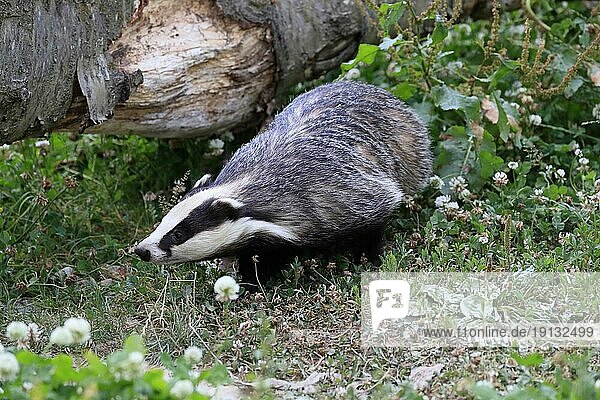 European badger (Meles meles)  adult  foraging  meadow  Surrey  England  Great Britain