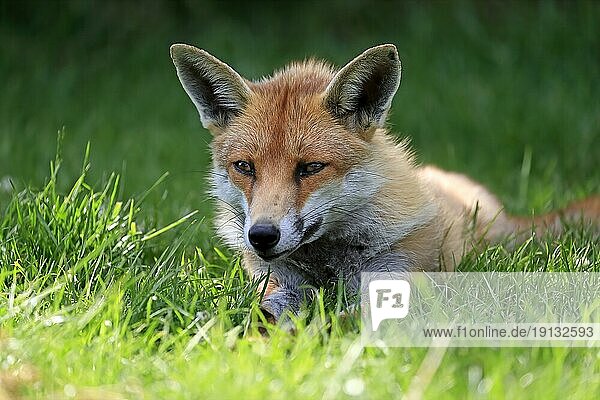 Red fox (Vulpes vulpes)  adult  alert  portrait  Surrey  England  Great Britain