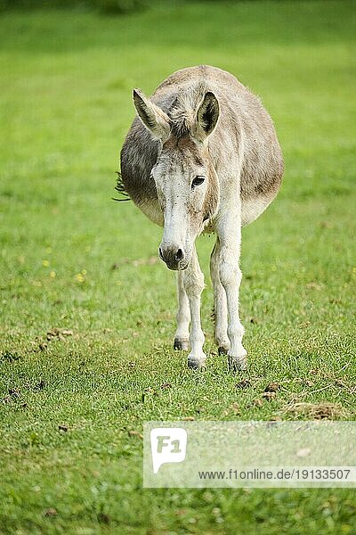 Esel (Equus asinus asinus) auf einer Wiese,  Bayern,  Deutschland,  Europa