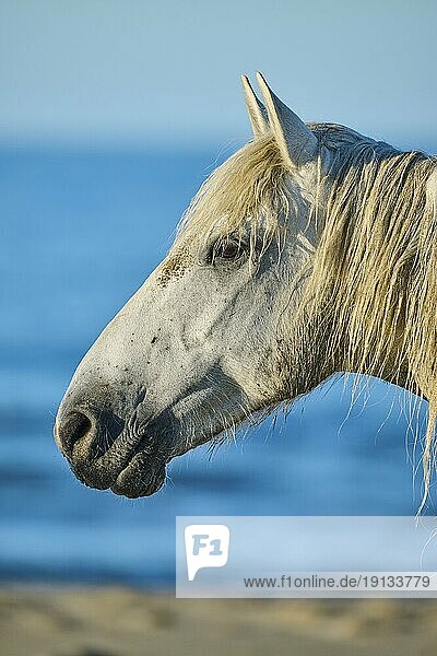 Camargue horse  portrait on a beach in morning light  France  Europe