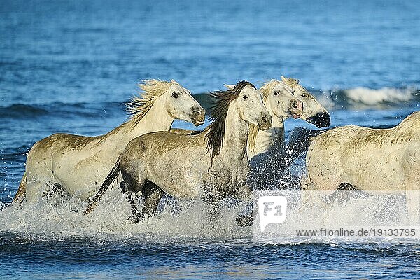 Camarguepferde laufen aus dem Meer am Strand im Morgenlicht,  Wasser,  Sonnenaufgang,  Frankreich,  Europa