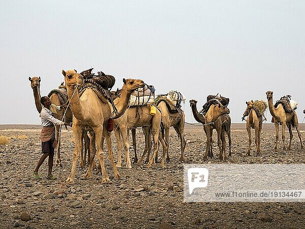 Kamel-Karawane  Danakil Wüste  Äthiopien  Afrika