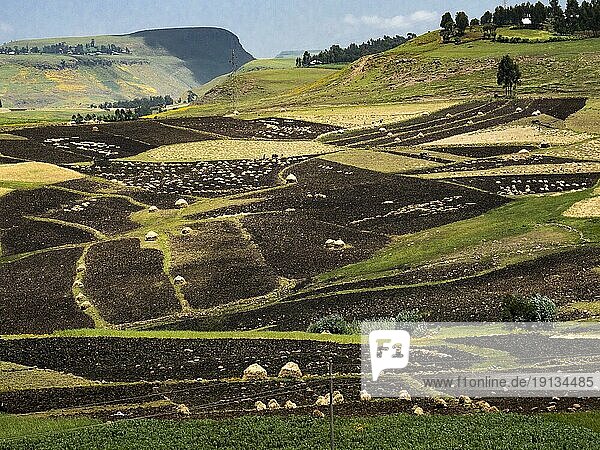 Felder und Ackerbau im Norden  Äthiopien  Afrika