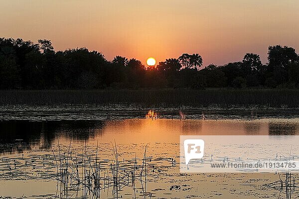 Sonnenuntergang an einem Fluss  Okavangodelta  North-West District  Botswana  Afrika