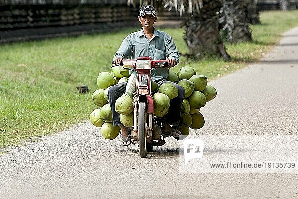 Mann auf Moped transportiert frische Kokosnüsse  Kambodscha  Südostasien  Asien