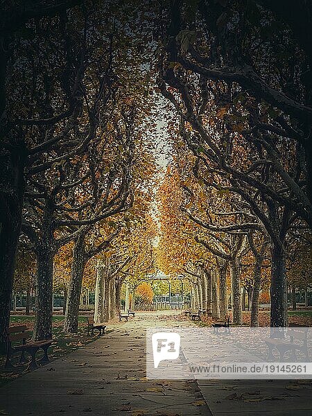 Schöner Morgen im Herbst Park mit goldenen Allee von Platanen. Herbst Saison Szene