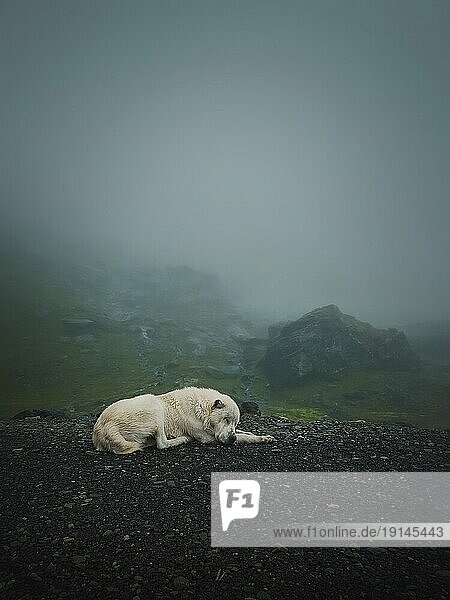 Stimmungsvolle und stille Szene mit einem weißen  wolfsartigen Hund  der auf dem Gipfel des Transfagarasan Gebirges im Freien schläft. Großer Schäferhund in Rumänien Karpaten  ruht in der Nähe der nebligen Hügel