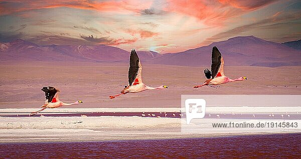 Drei Flamingos fliegen über die rote Lagune Laguna Colorada in Südbolivien bei Sonnenuntergang mit schönen Wolken