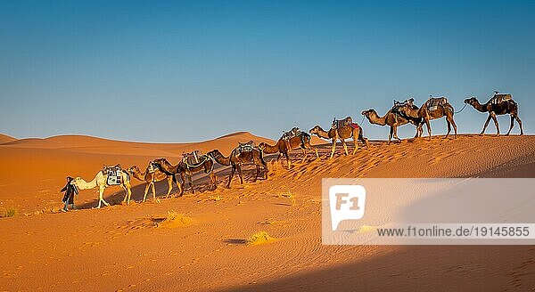 Merzouga  Marokko am 25. Februar 2018: Eine Kamelherde wird von einem einheimischen Berber in der Saharawüste bei Sonnenaufgang geführt  Merzouga  Marokko  Afrika