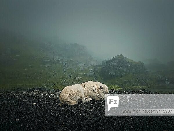 Stimmungsvolle und stille Szene mit einem weißen  wolfsartigen Hund  der auf dem Gipfel des Transfagarasan Gebirges im Freien schläft. Großer Schäferhund in Rumänien Karpaten  ruht in der Nähe der nebligen Hügel