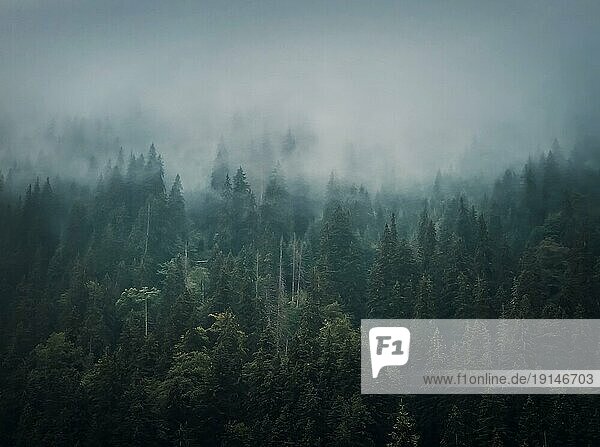 Nebliger Tannenwald Hintergrund. Idyllische und stimmungsvolle Szene mit Wolken  die sich über die Kiefern bewegen. Naturlandschaft mit Nadelwäldern auf den mit Nebel bedeckten Berghügeln