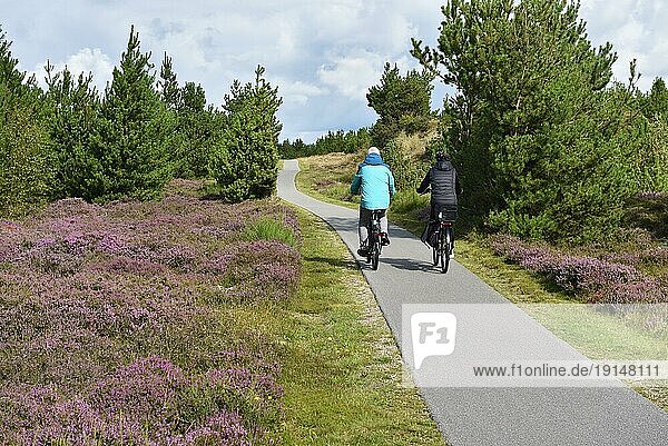Fahrrad fahren in einer Heidelandschaft  Dänemark  Europa