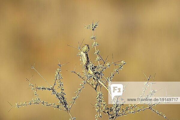 Rote Stachelagame (Agama aculeata) . Männchen. Sich in einem niedrigen Gebüsch sonnend und zur Schau stellend. Kalahari Wüste  Kgalagadi Transfrontier Park  Südafrika