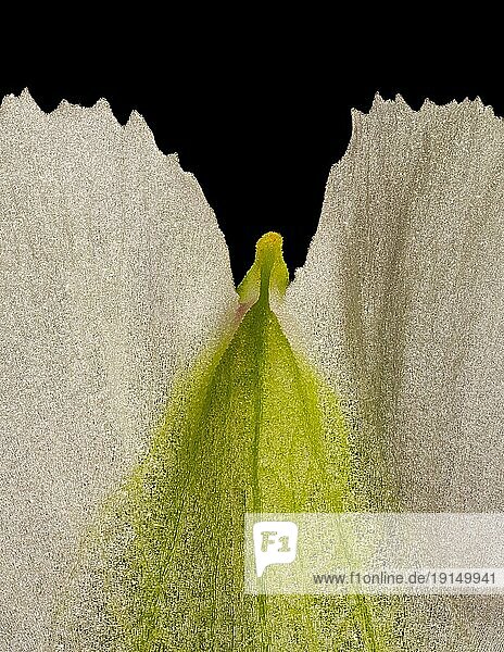 Blütenblatt einer Inkalilie (Alstroemeria)  Detail  Studioaufnahme  Makrofoto  Deutschland  Europa
