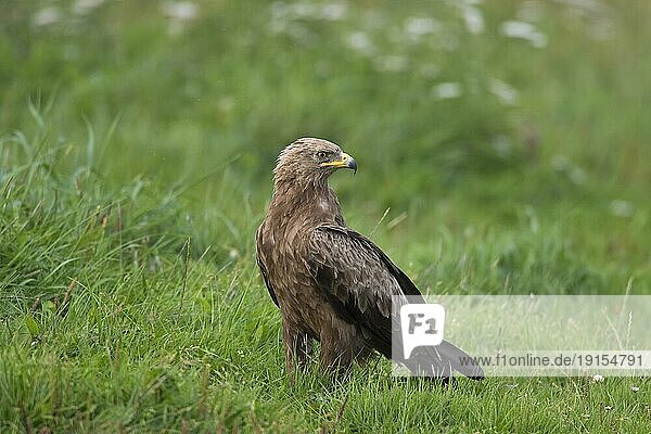 Schreiadler (Aquila pomarina) rückwärts schauend im Grasland  in Mittel und Osteuropa beheimateter Raubvogel