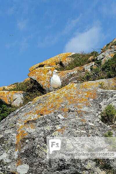 Gelbschenkelmöwe 'Larus Michahellis. Terrestrischer Meeresnationalpark Atlantische Inseln Galicien  Spanien  Europa