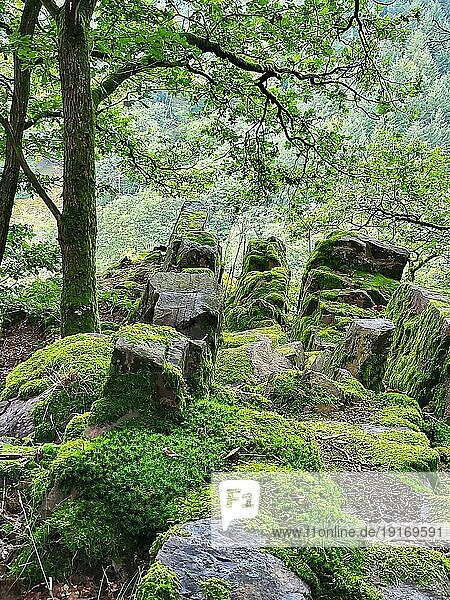 Moosbedeckte Felsformation im Wald besteht aus großen  zerklüfteten Felsen  die von einer dicken Schicht hellgrünem Moos bedeckt sind. Die Felsformation ist von Bäumen und anderen Pflanzen umgeben und der Hintergrund ist ein dichter Wald mit Bäumen und Büschen. Das Bild hat eine friedliche und ruhige Stimmung