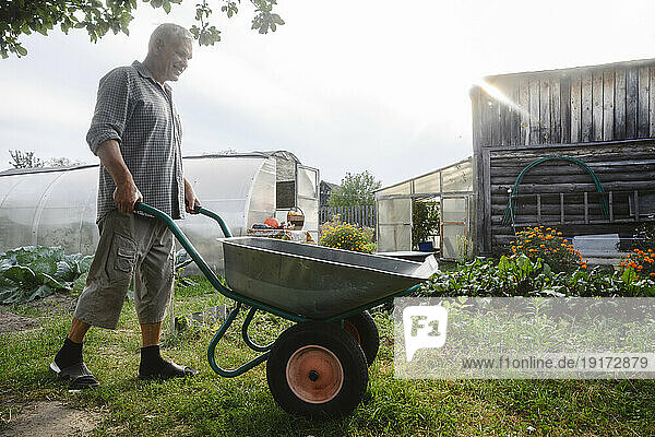 Senior man pushing wheelbarrow in garden