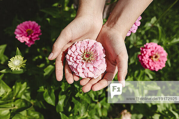 Hand of girl holding pink flower in garden