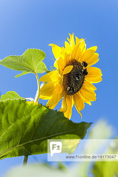 Bumblebees feeding on blooming sunflower