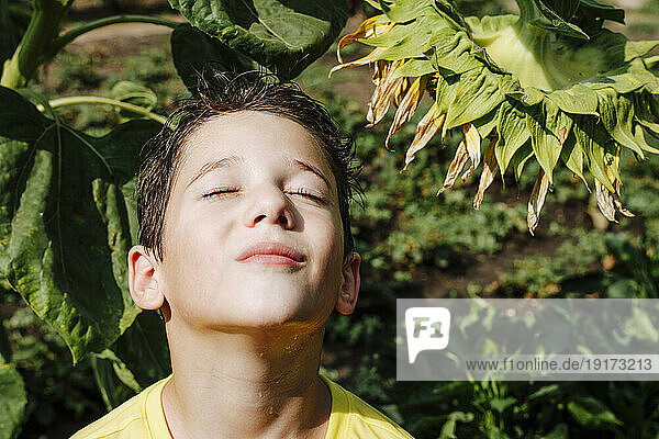 Boy enjoying sunlight under sunflower plant