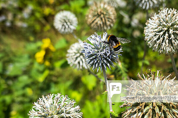 Bumblebee perching on thistle plant