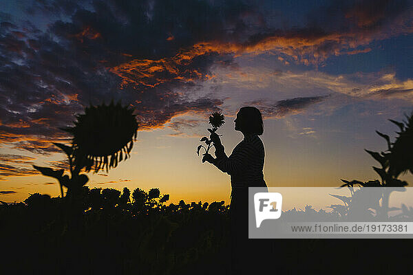 Silhouette of woman and sunflower in field