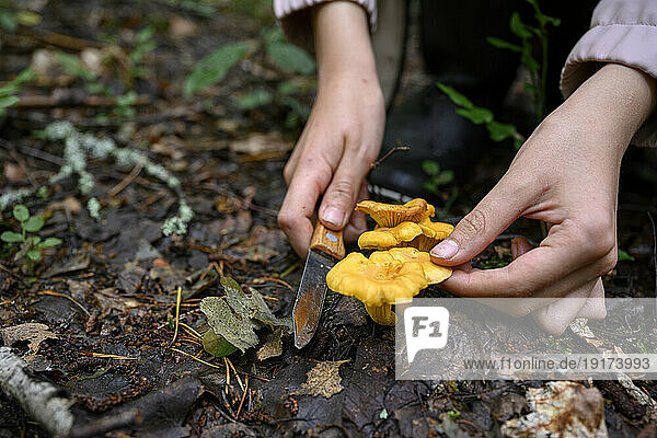 Hands of boy cutting mushroom in forest
