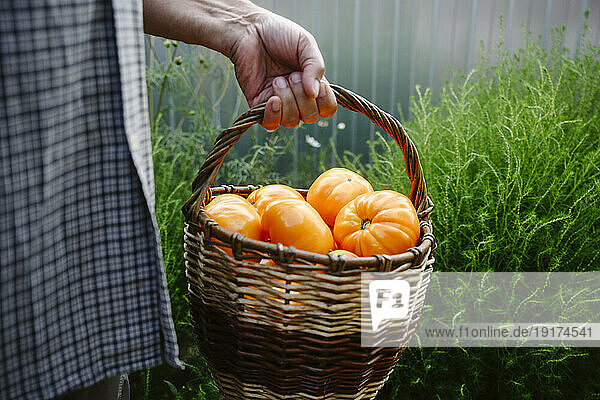 Man carrying basket of tomatoes in garden