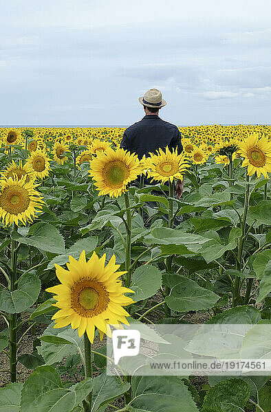 Man wearing hat standing in sunflowers field
