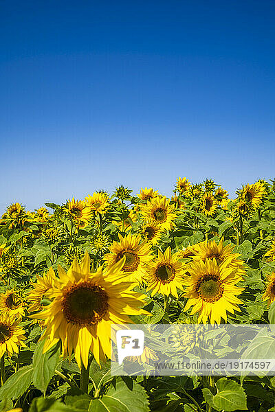 Sunflowers blooming in vast field