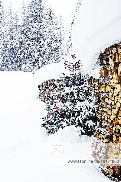 Christmas tree near firewoods in snow