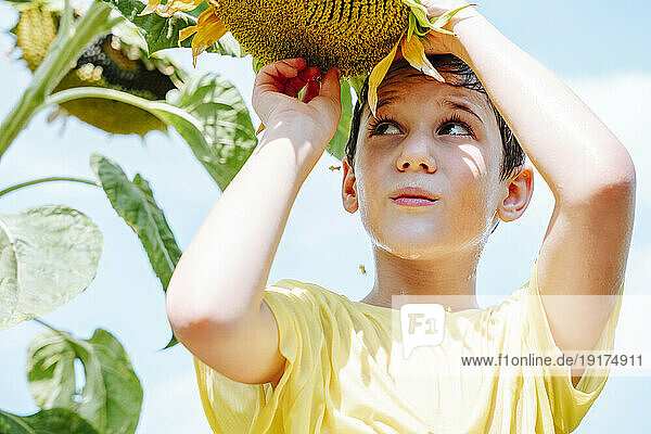 Boy holding sunflower on sunny day