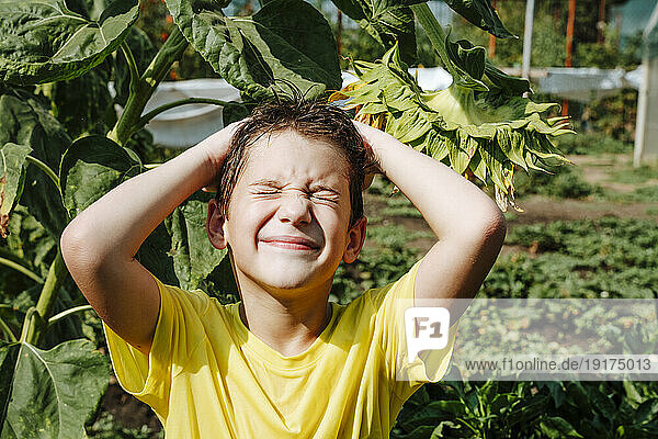 Smiling boy standing near sunflower plant