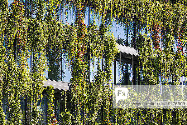 Germany  Baden-Wurttemberg  Stuttgart  Overgrown facade of office building