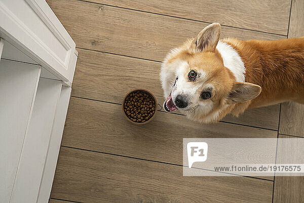 Pembroke Welsh Corgi dog with kibble bowl at home