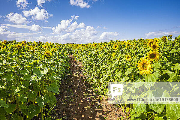 Footpath through vast sunflower field