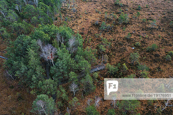 Austria  Upper Austria  Drone view of trees in Ibmer Moor reserve