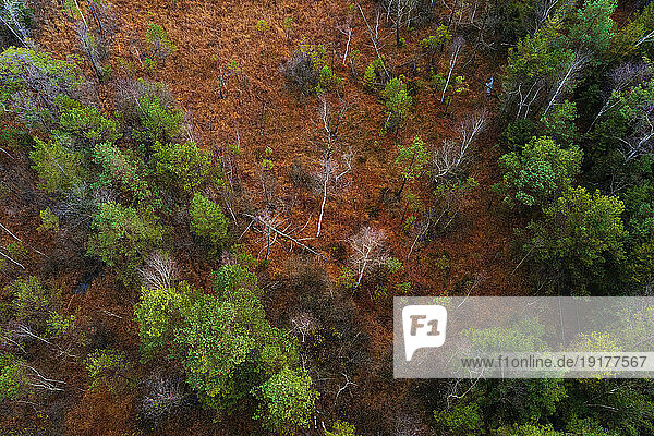 Austria  Upper Austria  Drone view of trees in Ibmer Moor reserve