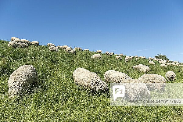Schafe auf Elbdeich im hohen Gras  Altes Land  Niedersachsen  Deutschland  Europa