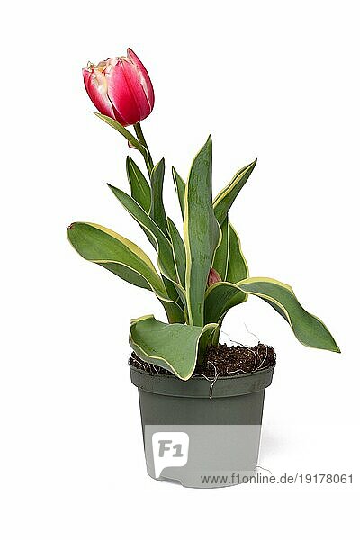 Eingetopfte rosa 'Tulipa Red Sparks Toplips' Tulpe mit weißen Spitzen auf weißem Hintergrund