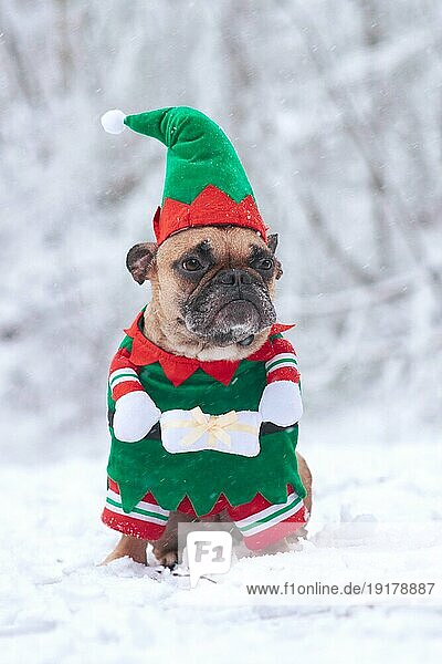 Französische Bulldogge Hund trägt eine traditionelle niedliche Weihnachten Elf Kostüm mit Armen halten Geschenk in weißem Schnee Winterlandschaft